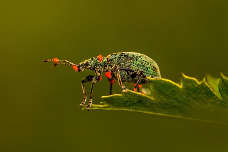 Identifying Pests