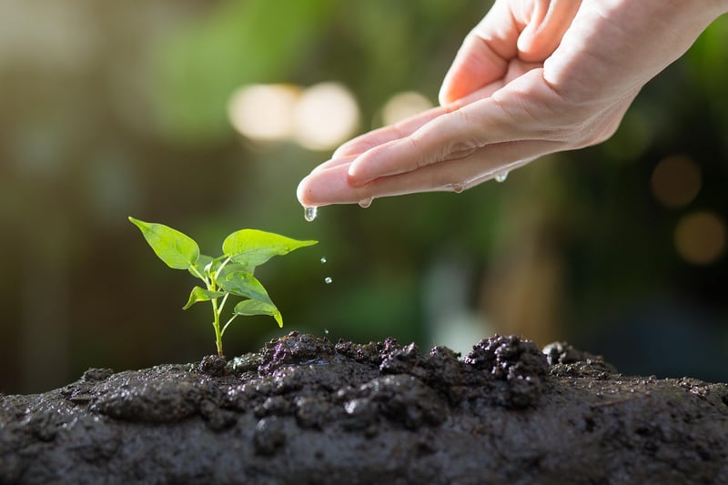 Seedling Care