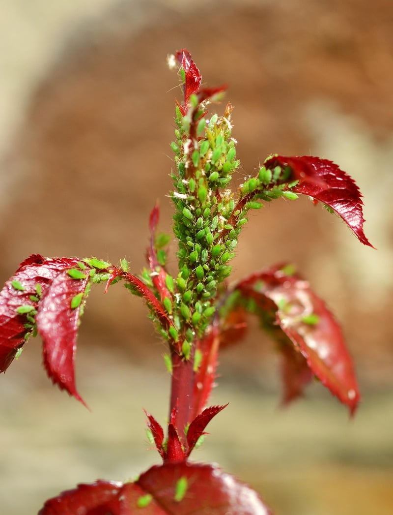 Aphids