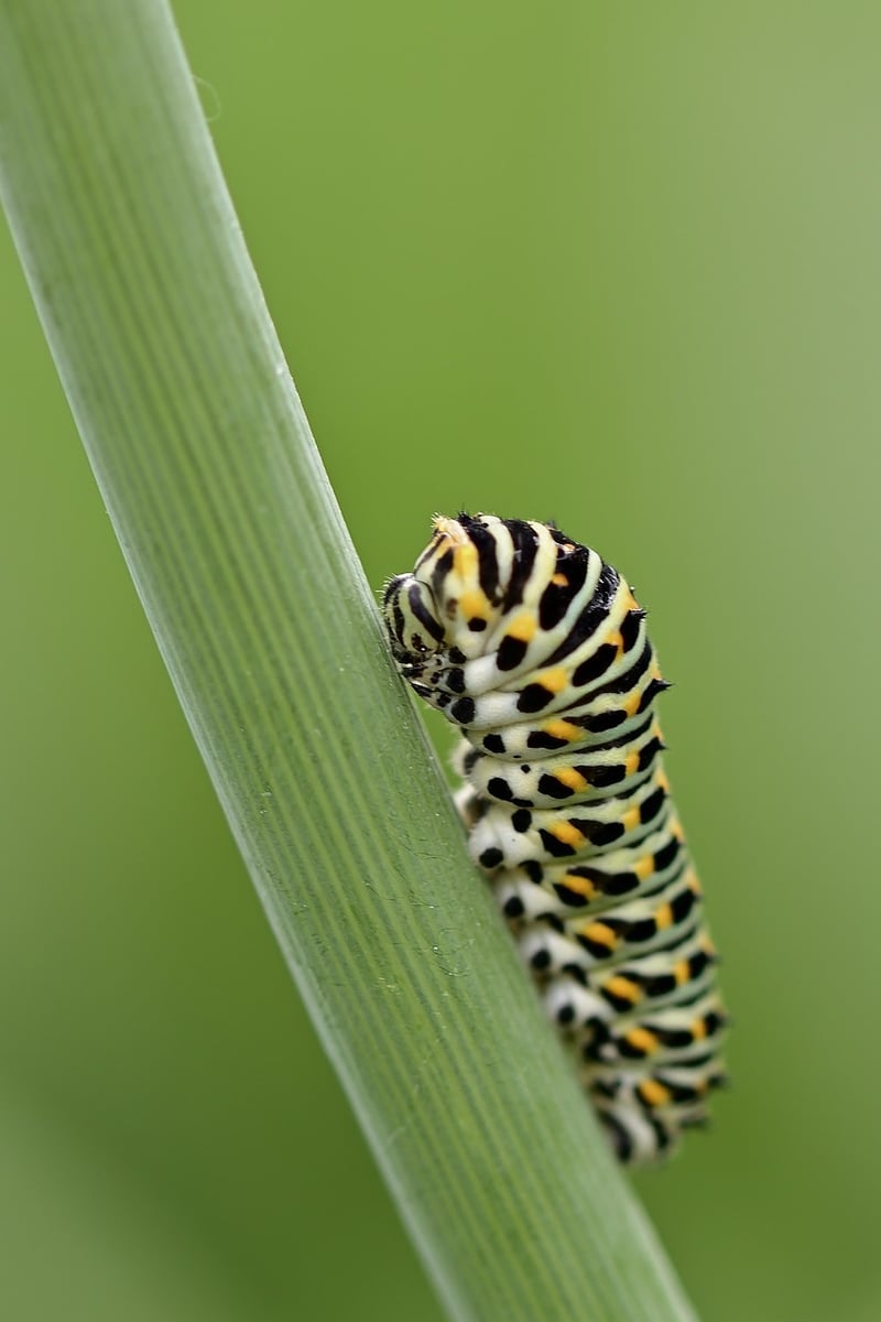 Caterpillar