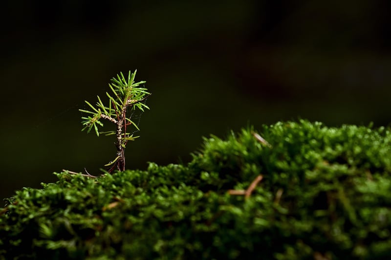 Seedlings